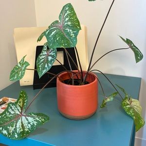 Jenni Kayne Suede Canyon Boot